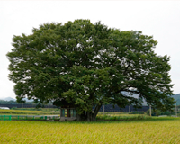 교목 느티나무 이미지